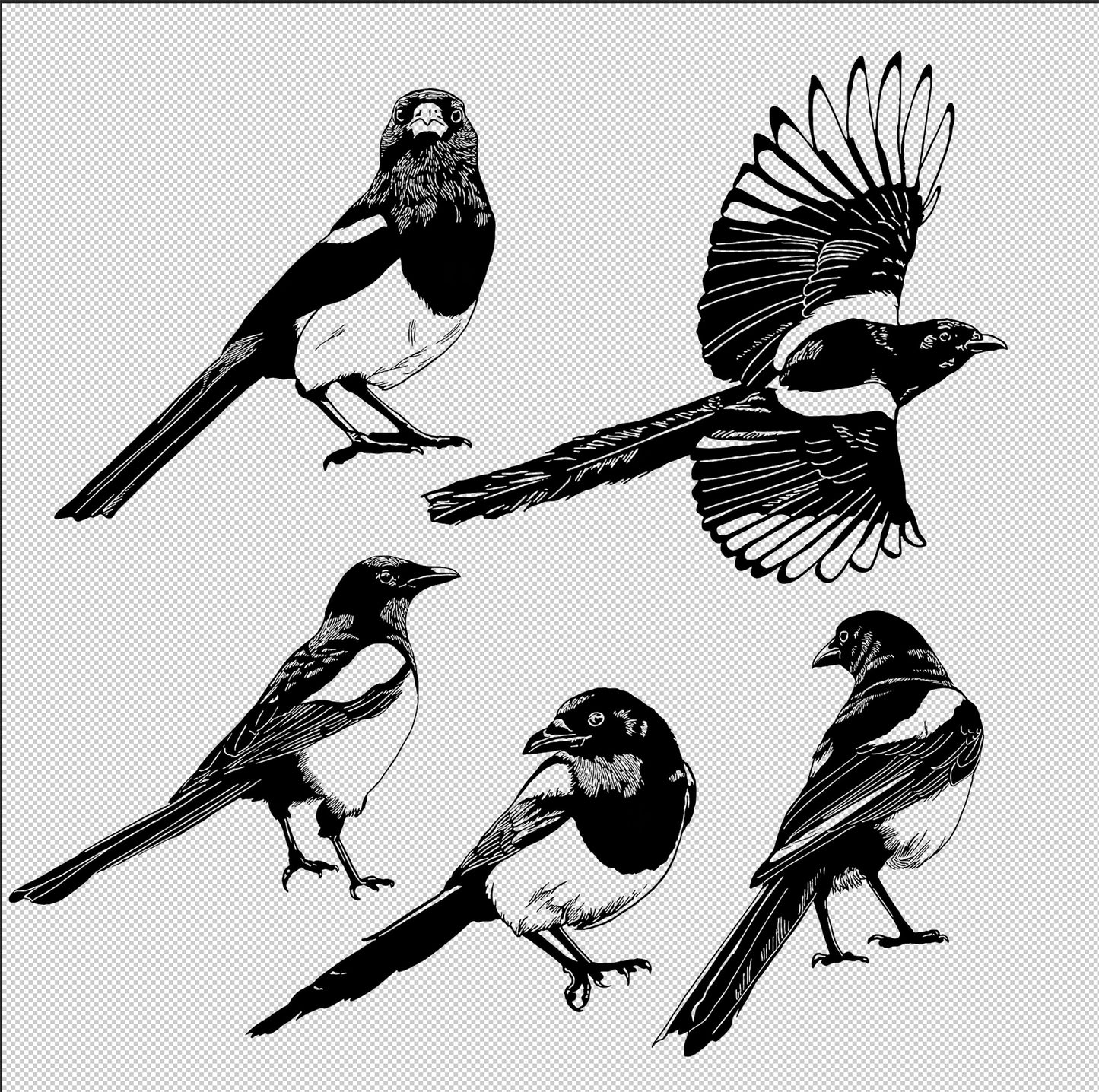 Magpie birds digital download images