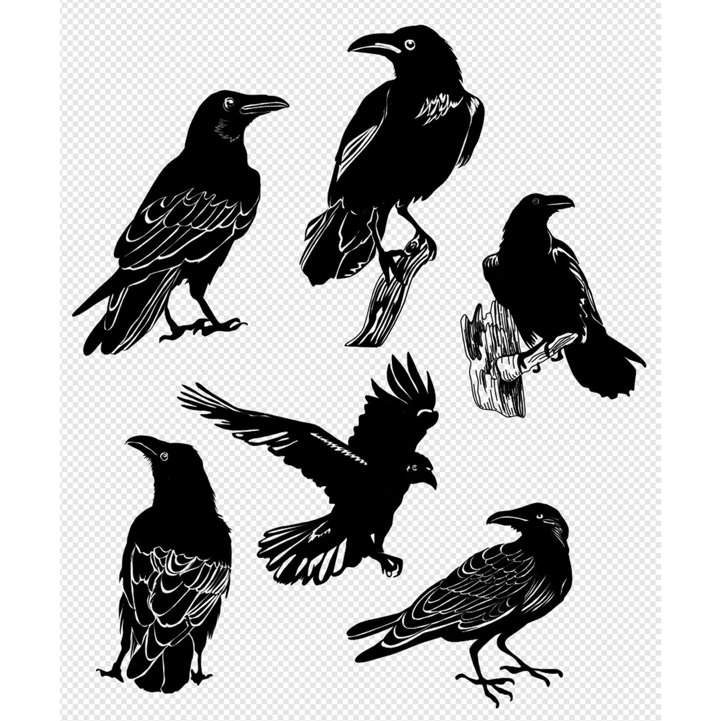Bundle of 6 digital raven bird images
